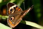 Buckeye Butterfly