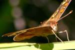 Buckeye Butterfly