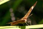 Buckeye Butterfly