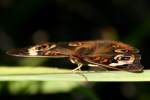 Buckeye Butterfly