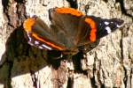 Red Admiral Butterfly