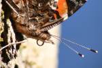 Red Admiral Butterfly