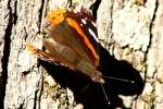 Red Admiral Butterfly