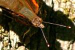 Red Admiral Butterfly