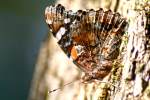 Red Admiral Butterfly