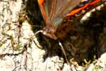 Red Admiral Butterfly