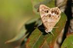 Southern Peraly-eye Butterfly