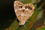 Southern Peraly-eye Butterfly