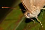 Southern Peraly-eye Butterfly