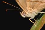 Southern Peraly-eye Butterfly