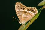 Southern Peraly-eye Butterfly