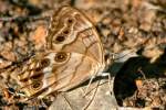 Southern Peraly-eye Butterfly