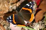 Red Admiral Butterfly