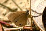 Carolina Satyr Butterfly