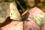 Carolina Satyr Butterfly