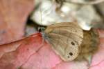 Carolina Satyr Butterfly