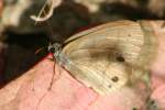 Carolina Satyr Butterfly