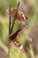 Buckeye Butterfly