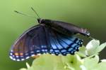 Red-spotted Purple Butterfly