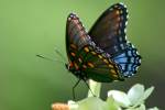 Red-spotted Purple Butterfly