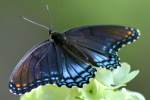 Red-spotted Purple Butterfly