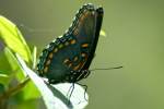 Red-spotted Purple Butterfly