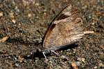 American Snout Butterfly