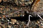 American Snout Butterfly