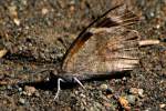 American Snout Butterfly