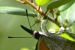 American Snout Butterfly