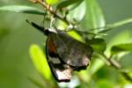 American Snout Butterfly