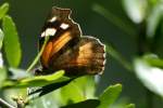 American Snout Butterfly