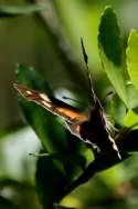 American Snout Butterfly