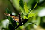 American Snout Butterfly