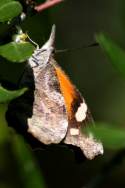 American Snout Butterfly