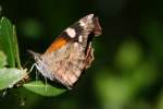 American Snout Butterfly