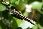 American Snout Butterfly