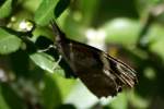 American Snout Butterfly