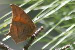 Goatweed Leafwing Butterfly