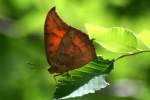 Goatweed Leafwing Butterfly