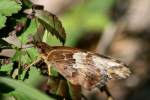 Variegated Fritillary Butterfly