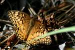 Variegated Fritillary Butterfly