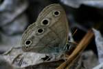 Little Wood-satyr Butterfly