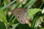 Carolina Satyr Butterfly