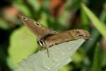 Viola's Wood-satyr Butterfly 