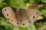 Viola's Wood-satyr Butterfly 