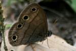 Viola's Wood-satyr Butterfly 