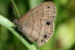 Carolina Satyr Butterfly