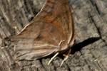 Goatweed Leafwing Butterfly