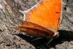 Goatweed Leafwing Butterfly